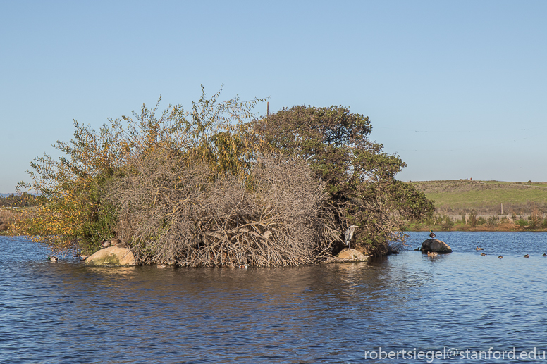 emily renzel wetlands